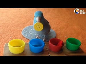 Bird Color Trick: Bird Understands Colors | The Dodo