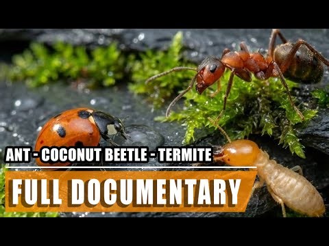 Rise of Ants, Termites & Coconut Beetle | Wildlife BBC Documentary | Full Episode