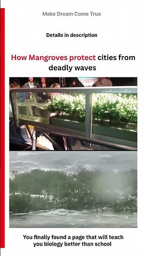 🪾 How Mangroves protect cities from deadly waves 🌊 | MDCT