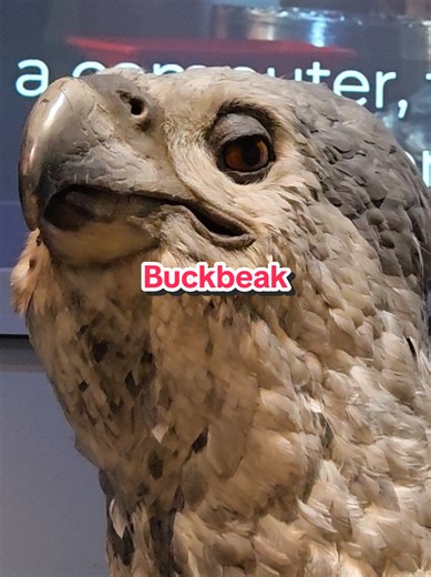 Exploring Buckbeak: The Majestic Hippogriff in Harry Potter