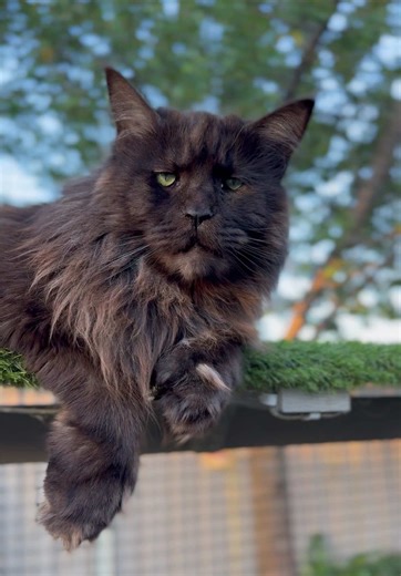 Maine Coon Cats to Brighten Your Morning