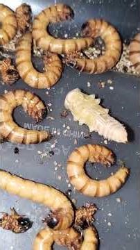A little about superworm pupa - superworm breeding - superworm pupation