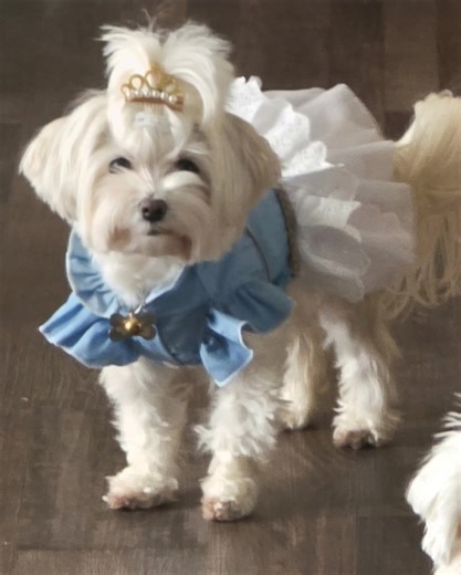 Lmao 🤣 correctile dysfunction #Seevasaysit | The Life of Trooper and Sugar plus Tahji, Seeva and Suttyn