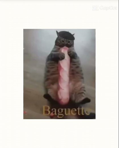 baguette #cat #catmemes