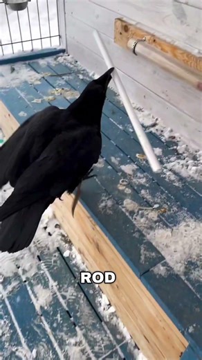 Crow Solves Puzzle Like a Genius 🧠 (respect Owner)