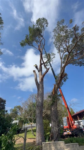 Precision work in Rankin Park, Newcastle 🌳 Tyler up the tree while the crane does the heavy lifting — safe, controlled removal with zero guesswork. ✔️ Certified Arborists ✔️ Fully insured ✔️ Residential & complex removals 📞 Clearview Tree Service #treeremoval #cranetreework #newcastlensw #RankinPark #arboristlife | Clearview Tree Service