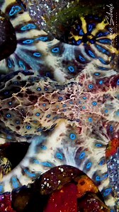 65K views · 2.4K reactions | Repost: snorkeldownunder / The Southern Blue Ringed Octopus (Hapalochlaena maculosa) has an elaborate nervous system connected to chromatophores that change the color of their skin within milliseconds. This is an example of aposematic coloration in which this animal communicates a warning signal to predators, indicating their venomous potential. They are just such spectacular animals!  | Ocean Conservation Research - OCR | Facebook