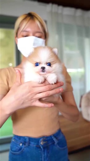 He is very rare pom😍😍 Parti color with blue eyed💕💕 #pom #pomeranian #pompom #pompuppy #pomeranians