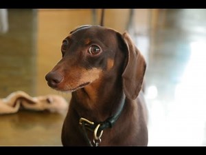 DocSend Dachshund Delivery Service