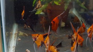 This video shows the difference in color saturation between quarter sized Koi and some Medium/Large Koi. | Angels Plus
