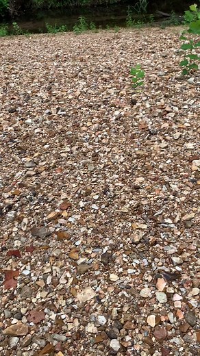 #Geology #Fossils #FossilHunt #FossilHunting #Rocks #RockHound #RockHounding