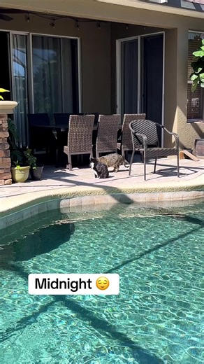 Cat (@catworldandfriends)’s videos with Everyday (2015 Remaster) - Phil Collins