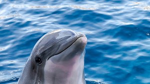 Lechtivý experiment Margaret Lovatt: Kvůli uspokojování delfína se stala hvězdou časopisu pro dospělé – Lifee.cz