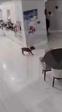 rapper 6ixnine His mother has been kidnapped by thieves #viral #rapper #fypシ #fyp #6ix9ine