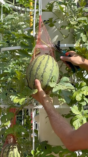 Agrotonomy on Instagram: "Vertical farming with watermelons on an aeroponic tower 🍉 #watermelon #verticalfarming #towergarden #aeroponics #melon #hydroponics #soilless #farming #agriculture"