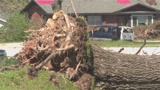 Storm followup & arborists assess tree damage