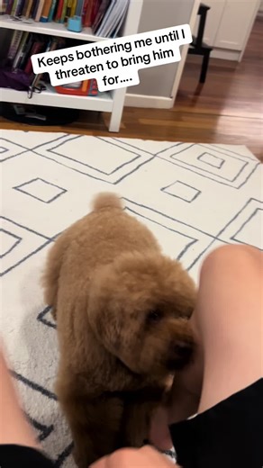 You’ll never guess the only way to discipline my dog