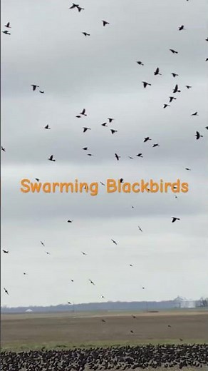 Swarming (MIGRATING) BLACKBIRDS #noai #blackbird #black #swarming
