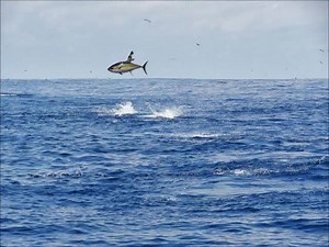 Puerto Vallarta Tuna fishing compilatioin preview with PV Sportfishing | PV Sportfishing