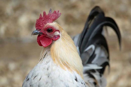 161 Great and Clever Names for Any Rooster
