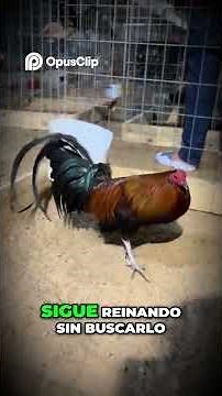 El Asil El Secreto de los Mejores Criaderos del Mundo