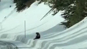 Man and his daughter see super rare wolverine in Yellowstone National Park