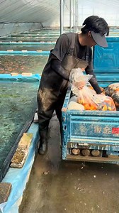 Ikan mas koki | Andre