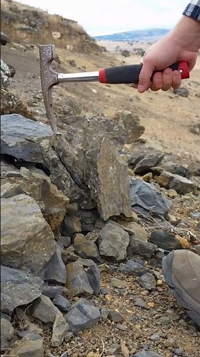 Discover Fossils in Eastern Montana!