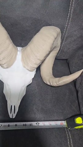 3d Ram Skull Replica Full Size Scale See Dimensions Taxidermy 3d - Etsy