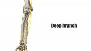 File:Radial Nerve - Anatomy, Innervation & Distribution - Human Anatomy Kenhub 1.webm - Wikimedia Commons