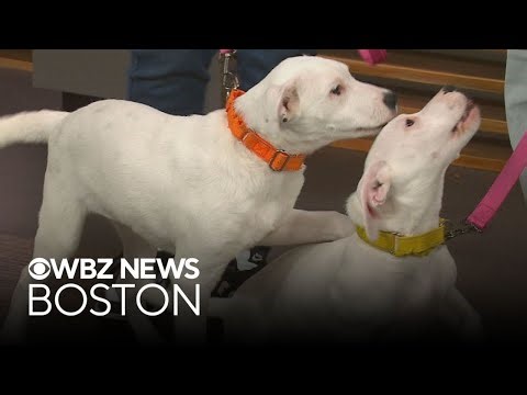 Dog found under porch up for adoption through Massachusetts shelter