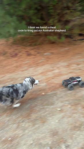 Engaging Activities to Tire Out Your Australian Shepherd