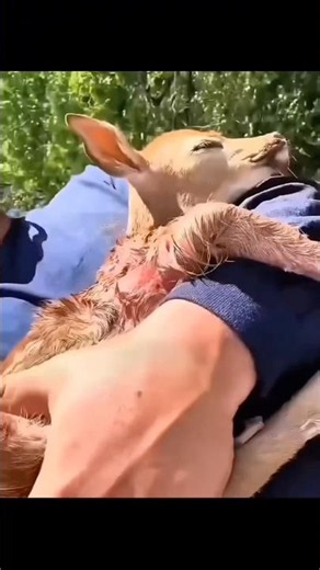 He Saved a Baby Deer… Then Its Mother Returned 🦌❤️