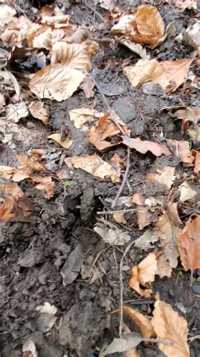 STEVE'S WALKABOUT. In search of wild Boer on the Edge of Dartmoor !! There has been reported sightings near Plympton. Wild Boer became Exstinct in the 13th century in the uk due to Hunting. They were reintroduced in the 1980s. Large Males can Exceed 200kg (440lbs) Give them space don't approach them and keep Dogs on a lead.(Check out Comments for Boar print) | Steve Swatton