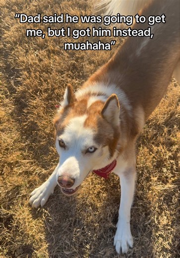 Playful Husky Gets the Jump on Dad