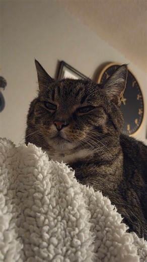 My first attempt at making a little comic. I've had this little dream in the back of my brain where I make a graphic novel based. Some of you might have heard me talk about the stories I've dreamed up or written down. I'm far away from that goal. I haven't tackled anything like a graphic novel before or even a comic. So here I am, sharing my little comic of a mouse chase. This is a little storyboard of the setup. 🤷‍♂️ Idk what I'm doing but I thought it would be fun to share. | Cody Rose