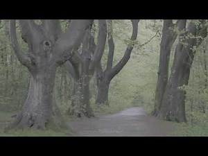 Lumix GH5 II 4k10 bit Vlog 4:2:2 | Ungraded log footage Free Download link | Practice colorgrading