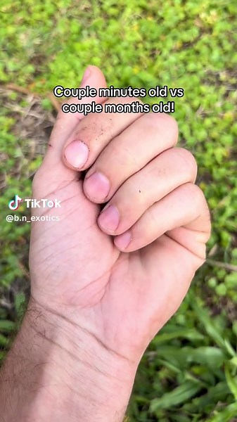 Little Panther Chameleons Growth Journey