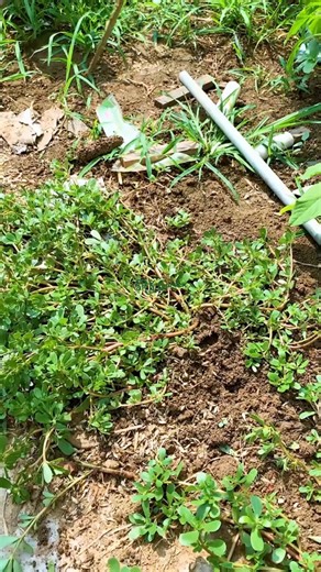 Garden Loose Soil Rake Harvesting vegetables and weeding require professional tools | Terra Nursery