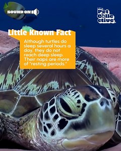 This sea turtle so TOTALLY ROCKS duuuude!! 🐢😎 | Fur Family