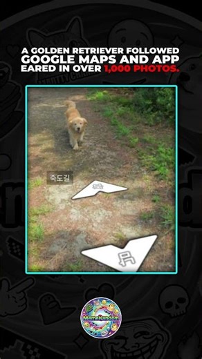 A Golden Retriever followed Google Maps and ended up in over 1000 photos. #funny #relatable #viral