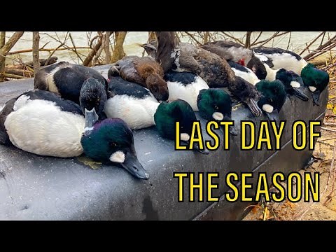 GOLDENEYES From Shore! | Lake Erie Diver Duck Hunting