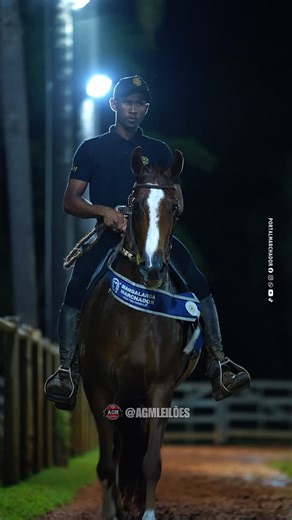 AGM Leilões on Instagram: "🚨 Estamos ao vivo! 💥 Live de Criação @haras_slim Transmissão pelo YouTube da @agmleiloes #portalmarchador"