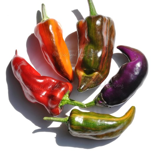 Tiger Jalapeno Pepper Seeds - Rare Striped Hot Pepper - Etsy