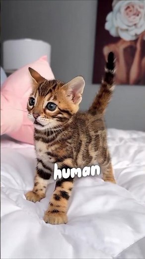 Cat Years vs Human Years – The Truth You Didn’t Know! #shorts