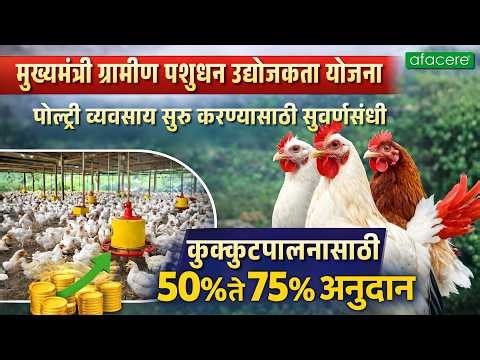 मुख्यमंत्री ग्रामीण पशुधन योजना 2026 | कुक्कुटपालनासाठी 50% ते 75% अनुदान