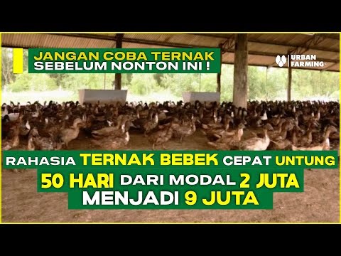 KOK BISA? TEKNIK TERNAK BEBEK INI BIKIN HASIL MELEDAK !! RAHASIA YANG JARANG DIBOCORKAN