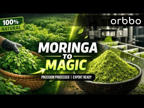 Moringa Powder Processing Step by Step | Organic Superfood Manufacturing