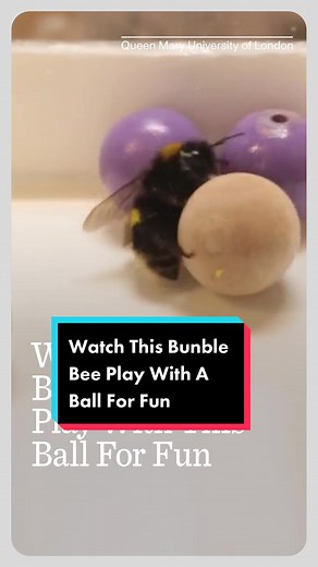 大黃蜂與球的趣味互動