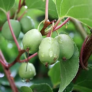 15 Hardy Kiwifruit Kiwi (Actinidia Arguta) Seeds Tasty & High Yield Non-GMO Heirloom Fruit Seeds Perennial Exotic Fruit Seeds